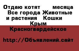 Отдаю котят. 1,5 месяца - Все города Животные и растения » Кошки   . Крым,Красногвардейское